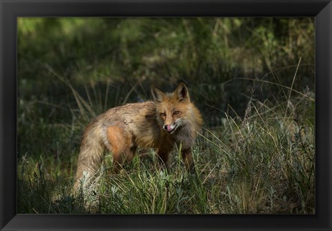 Framed Red Fox In A Meadow Print