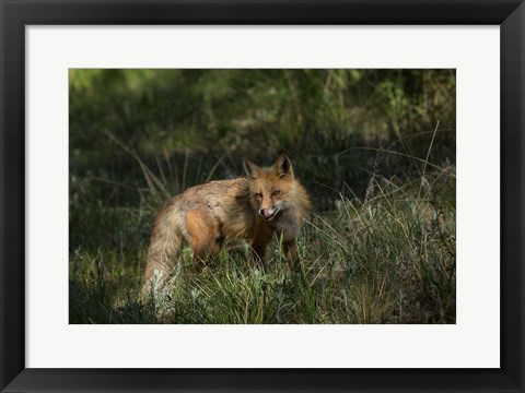 Framed Red Fox In A Meadow Print