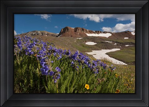 Framed Wildflowers On Cinnamon Pass Print