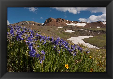 Framed Wildflowers On Cinnamon Pass Print