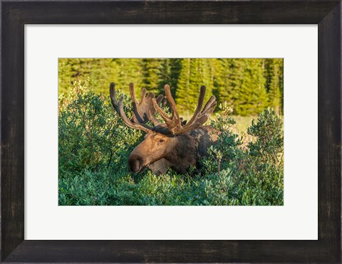 Framed Bull Moose With Velvet Antlers Print