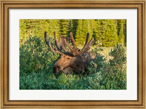 Framed Bull Moose With Velvet Antlers Print