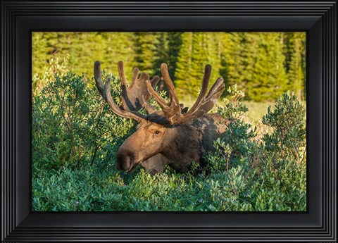 Framed Bull Moose With Velvet Antlers Print