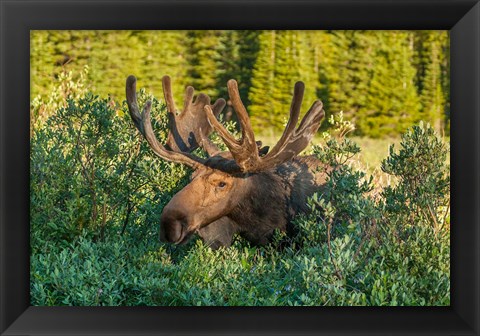 Framed Bull Moose With Velvet Antlers Print