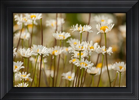 Framed Oxeye Daisies, Colorado Print