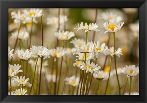 Framed Oxeye Daisies, Colorado Print