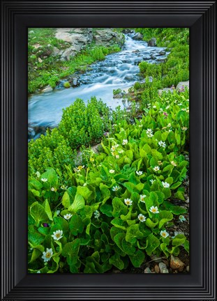 Framed Stream Cascade With Spring Marigolds, Colorado Print