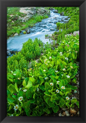 Framed Stream Cascade With Spring Marigolds, Colorado Print