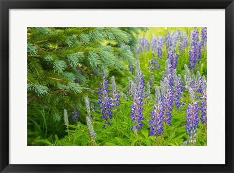 Framed Close-Up Of Lupine And Pine Tree Limbs Print