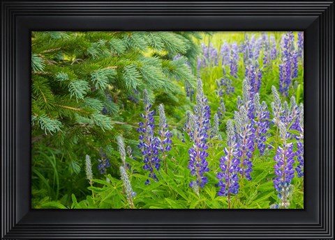 Framed Close-Up Of Lupine And Pine Tree Limbs Print