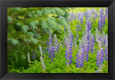 Framed Close-Up Of Lupine And Pine Tree Limbs Print