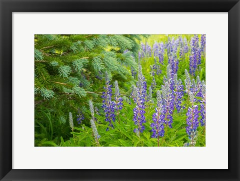 Framed Close-Up Of Lupine And Pine Tree Limbs Print