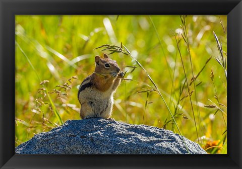 Framed Golden-Mantled Ground Squirrel Eating Grass Seeds Print