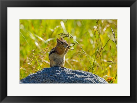 Framed Golden-Mantled Ground Squirrel Eating Grass Seeds Print