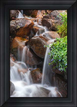Framed Close-Up Of Cascade And Chiming Bells Flowers Print