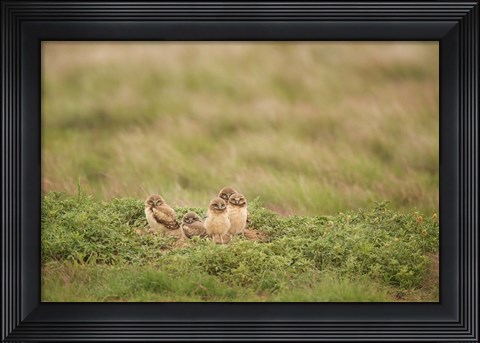 Framed Burrowing Owl Babies At Sunrise Print
