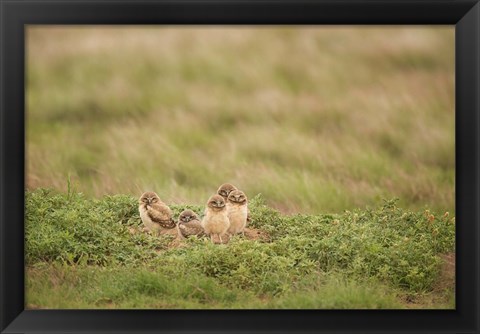 Framed Burrowing Owl Babies At Sunrise Print