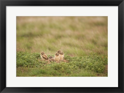 Framed Burrowing Owl Babies At Sunrise Print