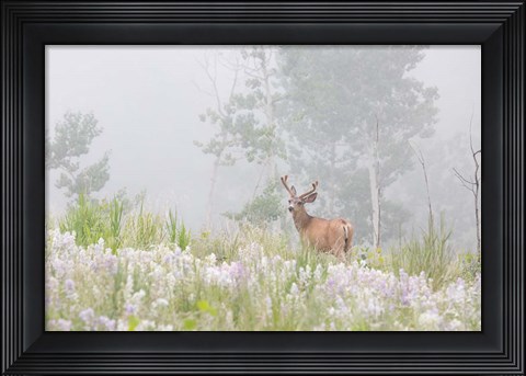 Framed Male Mule Deer In A Foggy Meadow Print