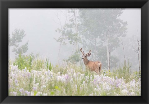 Framed Male Mule Deer In A Foggy Meadow Print