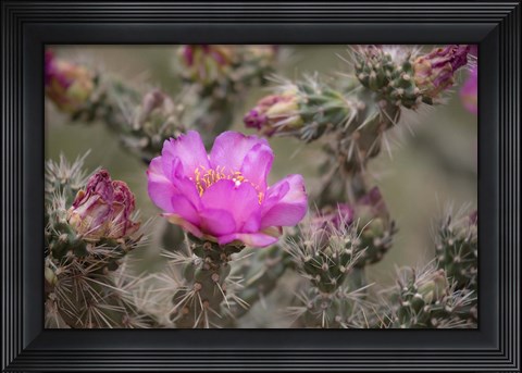 Framed Tree Cholla Cactus In Bloom Print