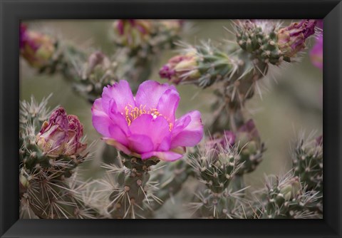 Framed Tree Cholla Cactus In Bloom Print