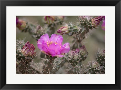Framed Tree Cholla Cactus In Bloom Print
