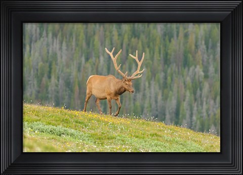 Framed Bull Elk In Velvet Walking Print