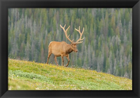 Framed Bull Elk In Velvet Walking Print