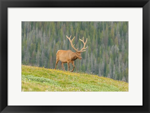 Framed Bull Elk In Velvet Walking Print