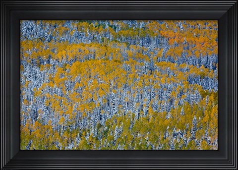 Framed Uncompahgre National Forest In Autumn Print