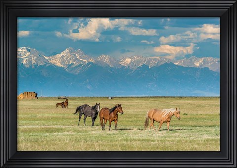 Framed Heard Of Horses In Hayfield, San Luis Valley Print