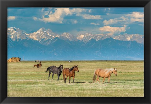 Framed Heard Of Horses In Hayfield, San Luis Valley Print