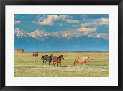 Framed Heard Of Horses In Hayfield, San Luis Valley Print