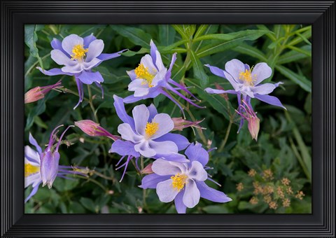 Framed Colorado Columbine Print