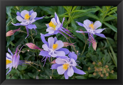 Framed Colorado Columbine Print