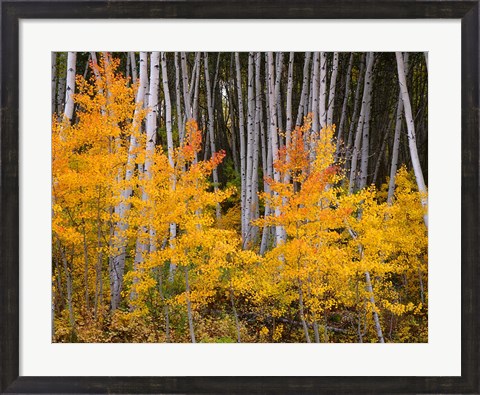 Framed Autumn Aspen Grove In The Grand Mesa National Forest Print