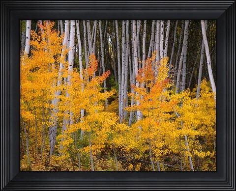 Framed Autumn Aspen Grove In The Grand Mesa National Forest Print