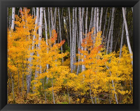 Framed Autumn Aspen Grove In The Grand Mesa National Forest Print