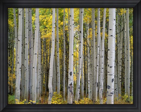 Framed Aspen Displays Fall Color In The West Elk Mountains Print