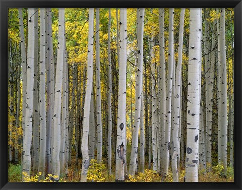 Framed Aspen Displays Fall Color In The West Elk Mountains Print