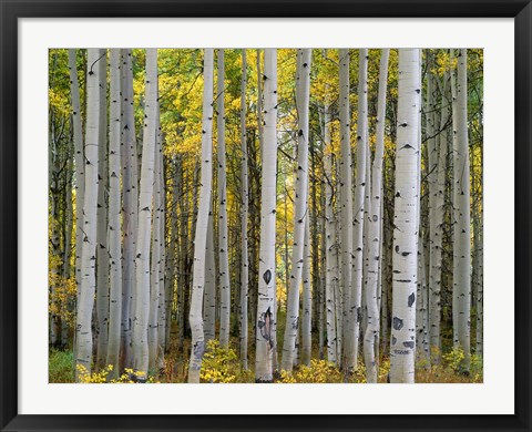 Framed Aspen Displays Fall Color In The West Elk Mountains Print