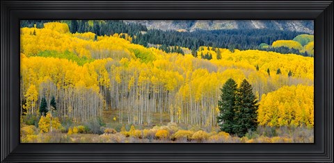 Framed Autumn Grove Panorama At The Base Of The Ruby Range Print