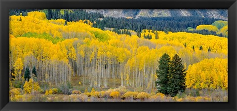 Framed Autumn Grove Panorama At The Base Of The Ruby Range Print