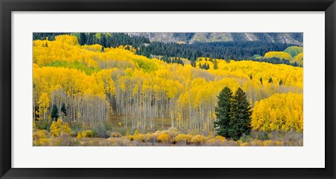 Framed Autumn Grove Panorama At The Base Of The Ruby Range Print