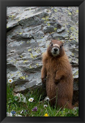 Framed Yellow-Bellied Marmot Print