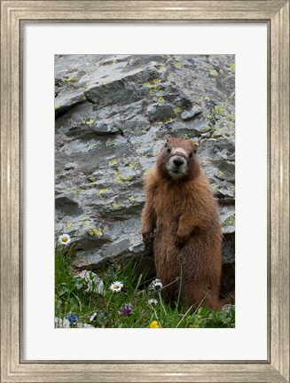 Framed Yellow-Bellied Marmot Print