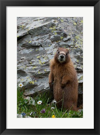 Framed Yellow-Bellied Marmot Print