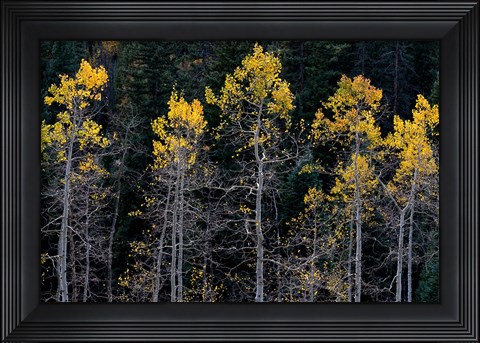 Framed Autumn Yellow Aspen In The Uncompahgre National Forest Print