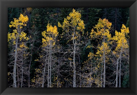 Framed Autumn Yellow Aspen In The Uncompahgre National Forest Print